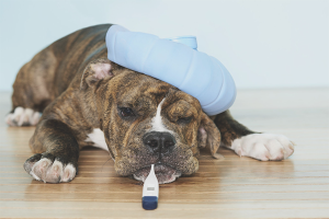 Come abbassare la temperatura di un cane