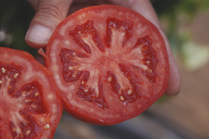 Como recolectar semillas de tomate