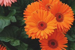 Come prendersi cura di una gerbera