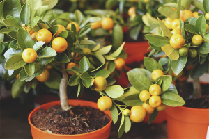 Cómo cuidar un árbol de mandarina