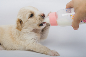 Comment nourrir les chiots nouveau-nés