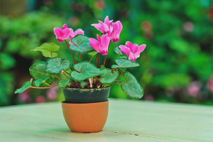 Comment faire pousser du cyclamen à partir de graines