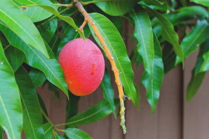 How to grow mango from seed