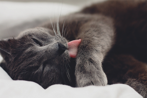 Come rimuovere la lana dallo stomaco di un gatto a casa