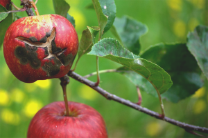 Cómo lidiar con la costra de manzana