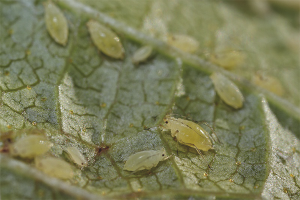 Comment lutter contre les pucerons sur les groseilles