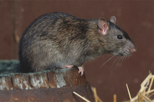 Cara menghilangkan tikus di kandang ayam