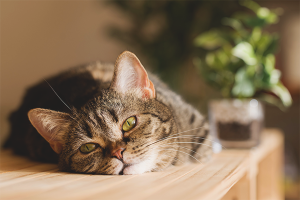 Cómo destetar a un gato para trepar mesas