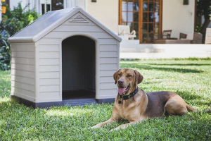 Comment former un chien dans un stand