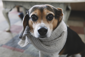 Come trattare il moccio in un cane