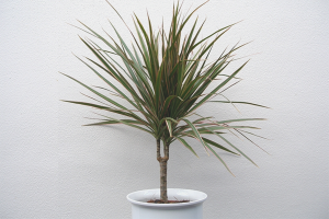 Cómo trasplantar dracaena