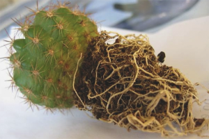 Come trapiantare un cactus