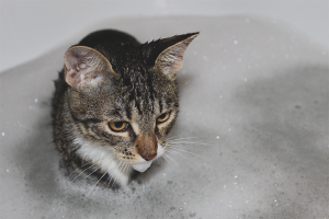 Cómo lavar a un gato si tiene miedo al agua