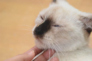 Comment calmer un chat pendant l'œstrus