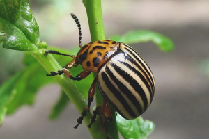 Come sbarazzarsi dello scarabeo di patata del Colorado