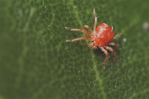 Cómo deshacerse de una araña roja en un invernadero