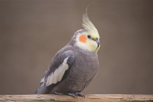 Come insegnare a Corella a parlare