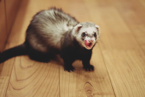 Comment sevrer un furet pour mordre