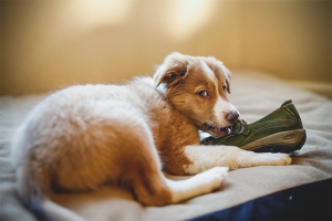 Comment sevrer un chien pour grignoter des choses