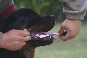 Come lavarsi i denti del cane