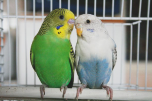 Cara membiakkan budgies