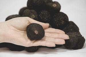 Comment faire pousser la truffe