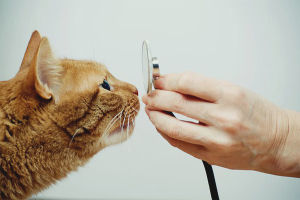 Como tratar una secreción nasal en un gato