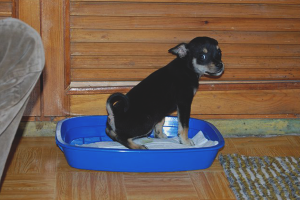 Come insegnare a un terrier di giocattoli al vassoio