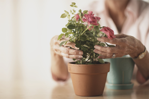 Come prendersi cura di una rosa in vaso