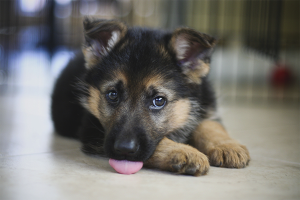 Comment choisir un chiot berger allemand