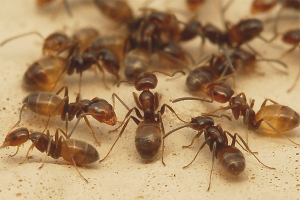 Cómo sacar hormigas domésticas de un apartamento