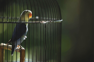 Comment conduire un perroquet dans une cage