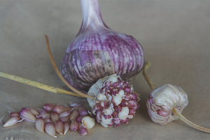 Cara menanam bawang putih dari mentol