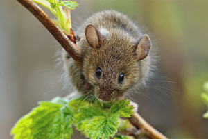 Comment faire face aux souris dans le pays