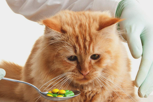 Cómo darle a un gato una pastilla de gusano