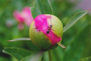 Come sbarazzarsi delle formiche sulle peonie