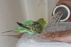 Cara memandikan budgies