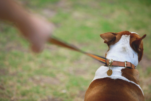 Comment sevrer un chien en laisse en promenade