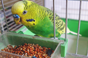 Cara memberi makan budgie