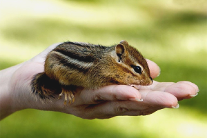 Cómo cuidar una ardilla