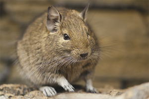 Cómo cuidar el degu