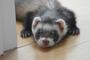 Comment prendre soin d'un furet