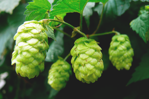 Comment se débarrasser du houblon dans le jardin