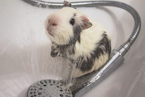 How to bathe a guinea pig