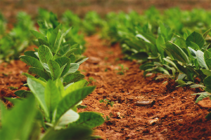 Cómo cultivar tabaco para fumar en el jardín