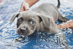 Comment apprendre à nager à un chien