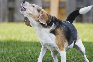 Comment sevrer un chien pour aboyer sur d'autres chiens