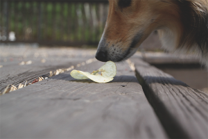 Comment sevrer un chien pour ramasser de la nourriture dans la rue