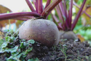 Cómo cultivar remolachas en campo abierto