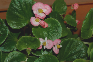 Come coltivare la begonia